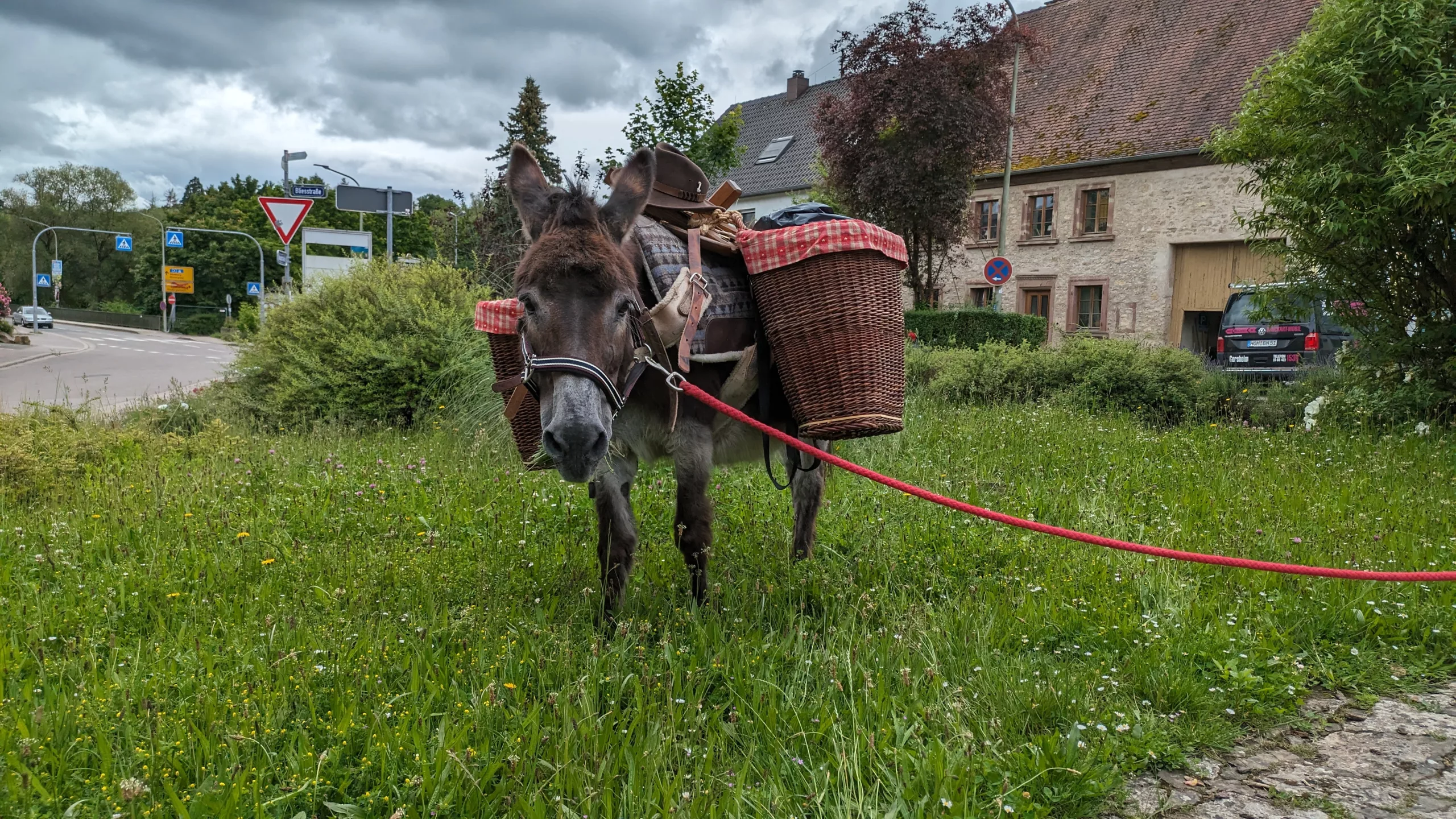 Ein Esel steht auf der Wiese am Bazancourt-Platz
