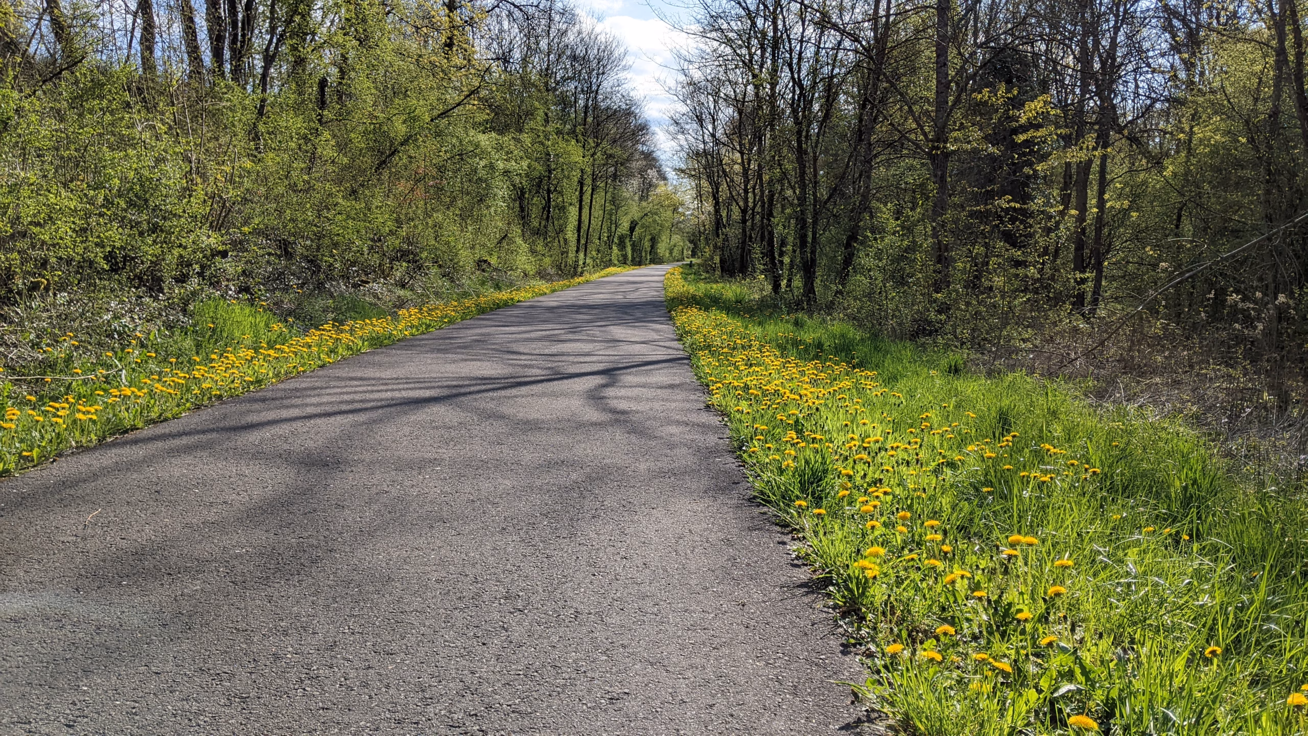 Bliestalfreizeitweg im Frühling, links und rechts fast unbelaubte Bäume, am Wegesrand blüht der Löwenzahn, der Weg verliert sich um eine weite Kurve